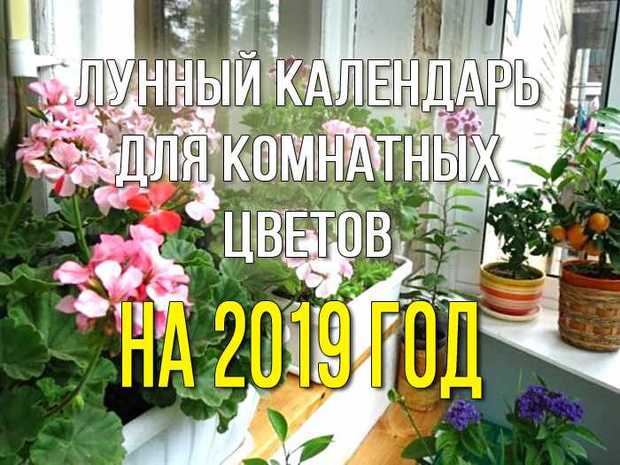 Лунный календарь для комнатных цветов на 2019 год 
