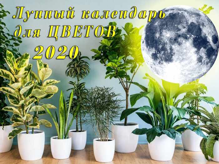 Лунный календарь для комнатных цветов на 2020 год 