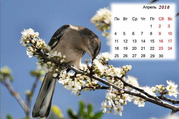 Лунный календарь садовода и огородника на апрель 2016