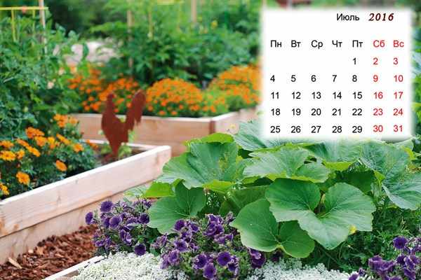 Лунный календарь садовода и огородника на Июль 2016
