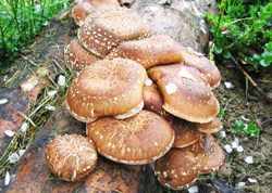 как растут грибы шиитаке