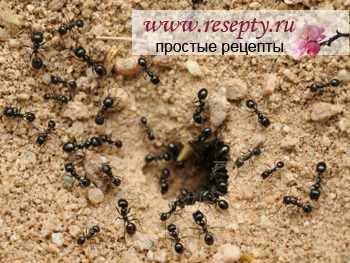 black-ants Как избавиться от муравьев? - Простые рецепты - женский сайт