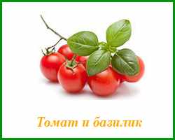 томат и базилик можно сажать вместе