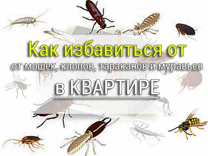 dom_nasekomye Как избавиться от мошек, клопов, тараканов и муравьев из квартиры - Простые рецепты - женский сайт