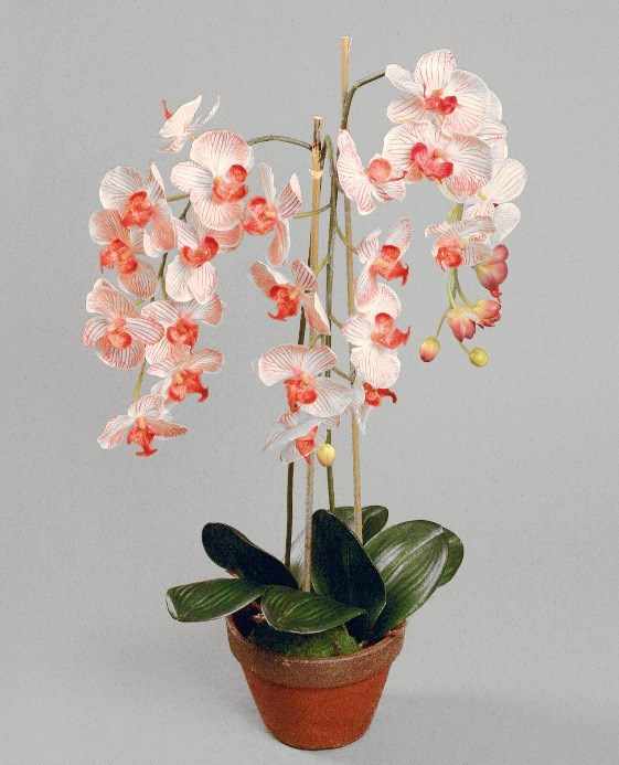 ФАЛЕНОПСИС (орхидея) фото