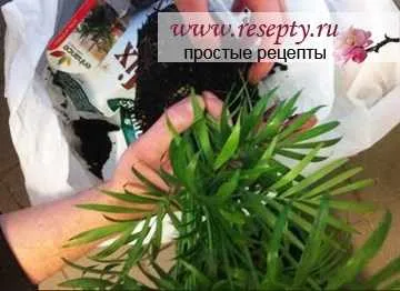 Пересадка комнатных цветов.