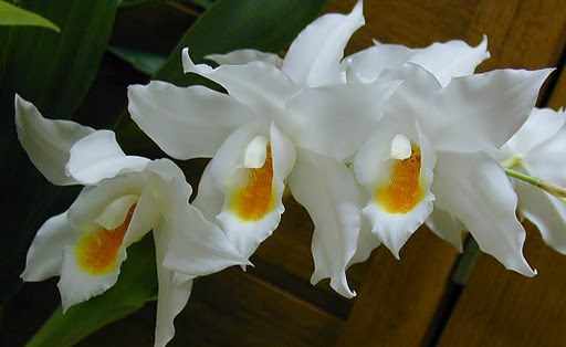 ЦЕЛОГИНА (орхидея) фото